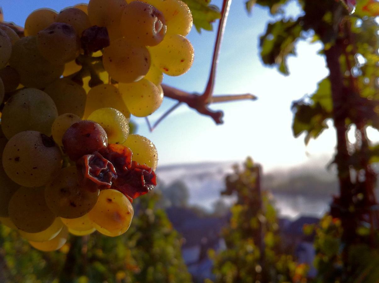 Gaestehaus Weingut Meierer Kesten Buitenkant foto